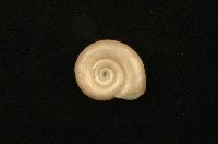 藏品(大扁蜷)的圖片